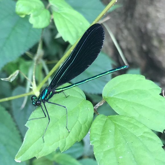 dragonflyclover